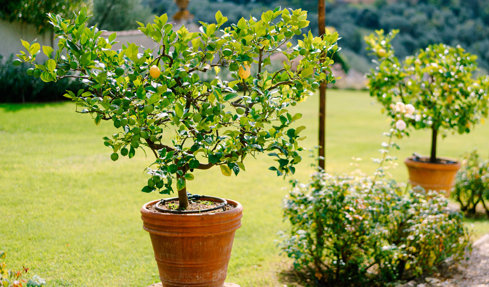 10 conseils simples pour faire pousser un citronnier en pot