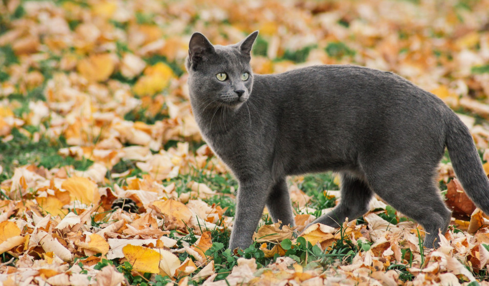 7 races de chats qui aiment bien le froid Jardiland — free download