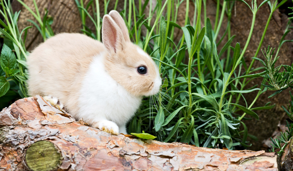 La stérilisation du lapin nain influe favorablement sur son bien-être !