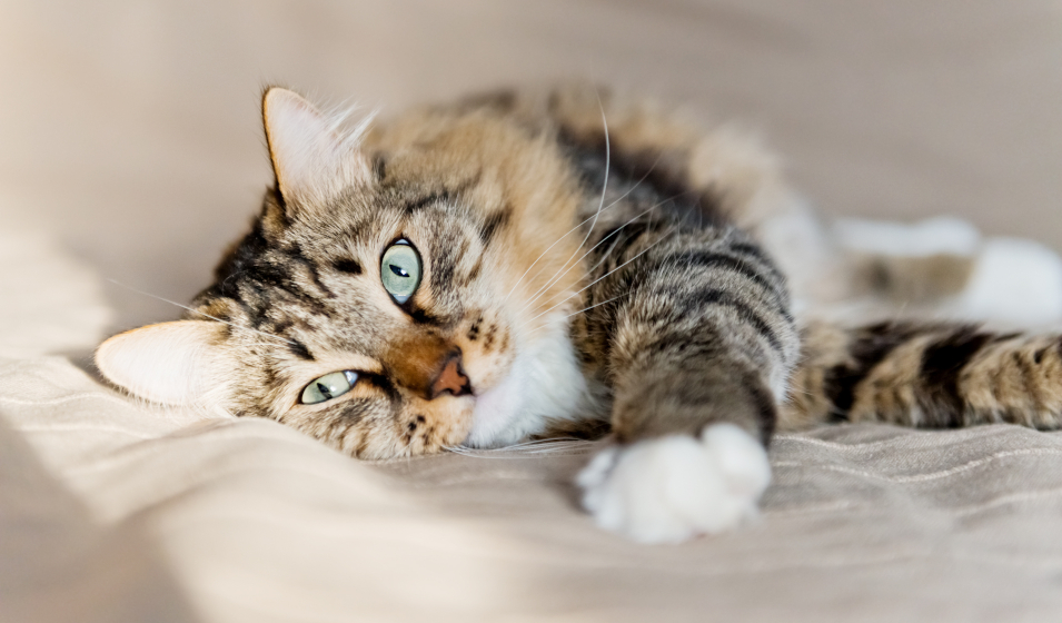 ronronnement chat 6