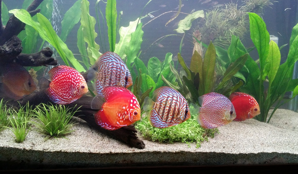 Comment bien aménager un aquarium pour discus ? Jardiland