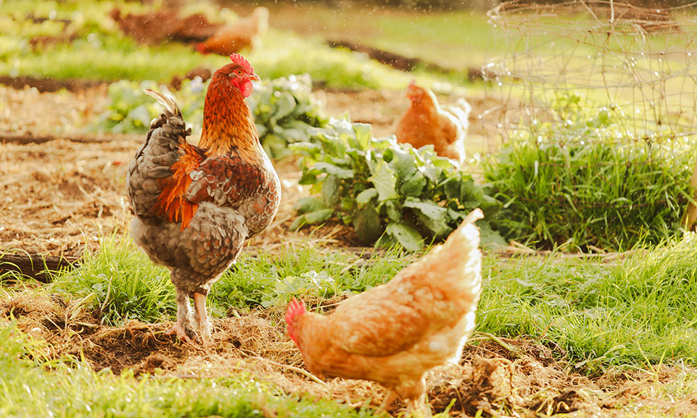 Les poules sont très curieuses, prévoyez des clôtures en bonne et due forme autour de votre jardin ! 