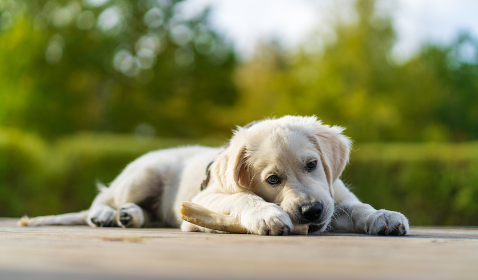 L'os a macher est bénéfique pour les chiots