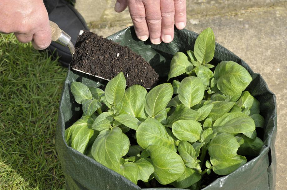 Cultiver dans un sac de terreau - Gamm vert