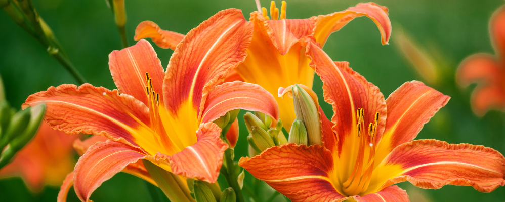 Flamboyant