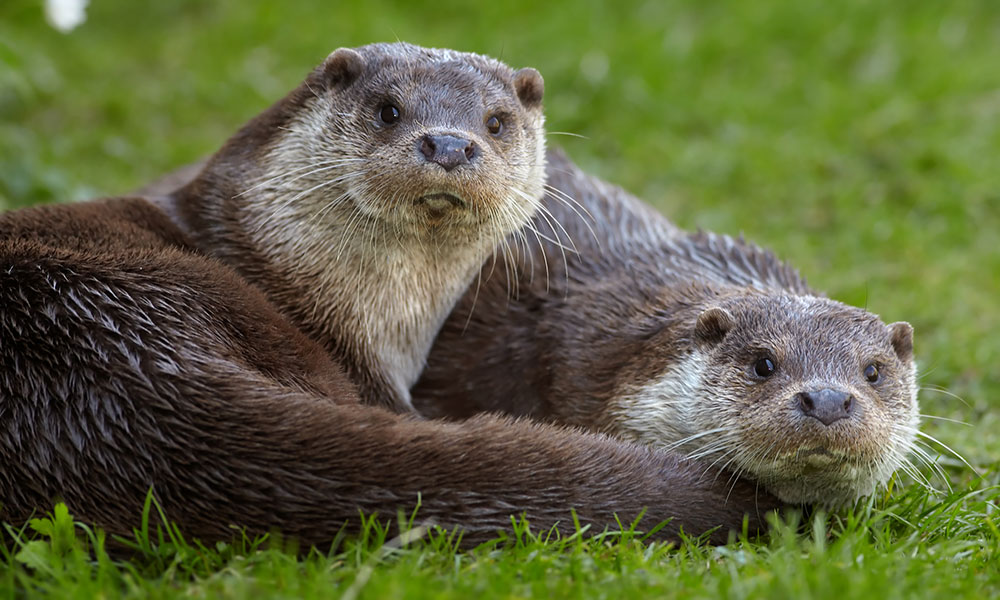 La loutre d’Europe