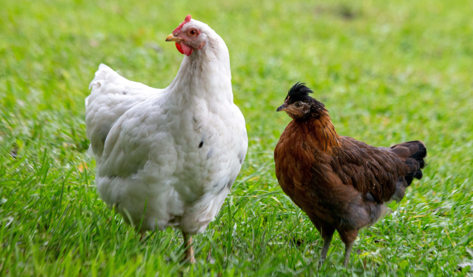 Des aliments complets pour poule apporte l'énergie nécessaire pendant la mue 