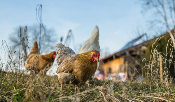 Quelles sont les maladies les plus fréquentes chez les poules ?