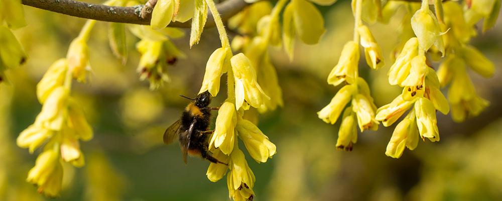 Corylopsis
