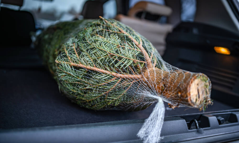 Tailler la base du tronc avant de l’installer permettra à votre sapin de mieux absorber l’eau 