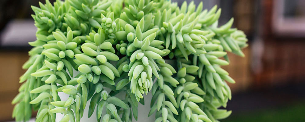 L’orpin de Morgane - Sedum morganianum