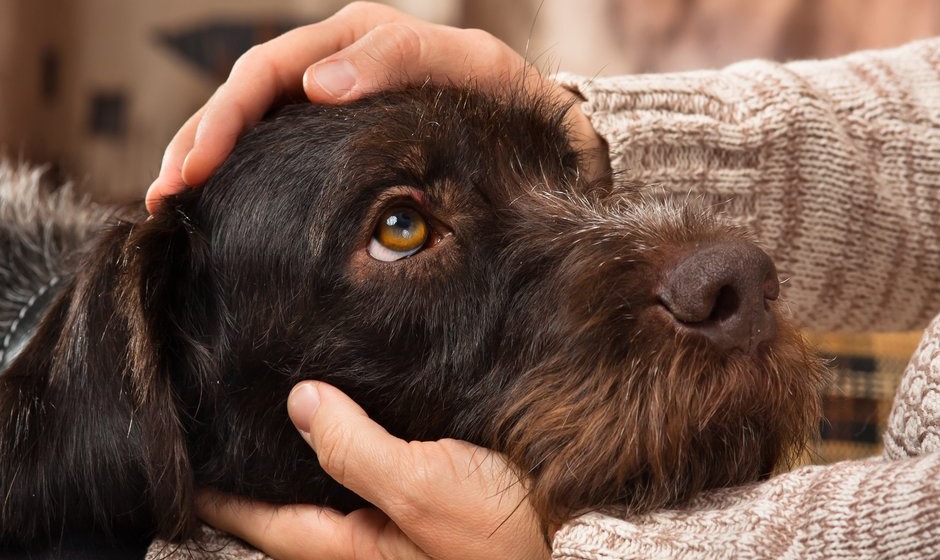 Jaloux ou hyper-attaché, un chien sensible peut se sentir délaissé par son maître et s’enfuir