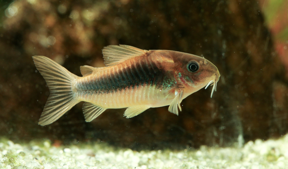 Quels poissons peuvent cohabiter avec des guppy ? Jardiland