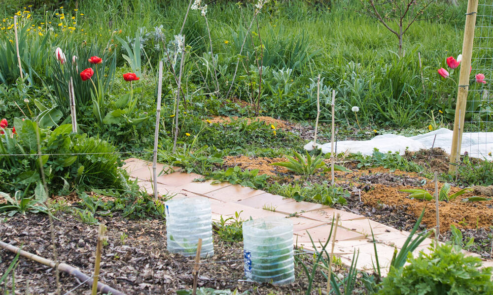 Les cloches sont aussi utiles au début du printemps pour les jeunes plants 