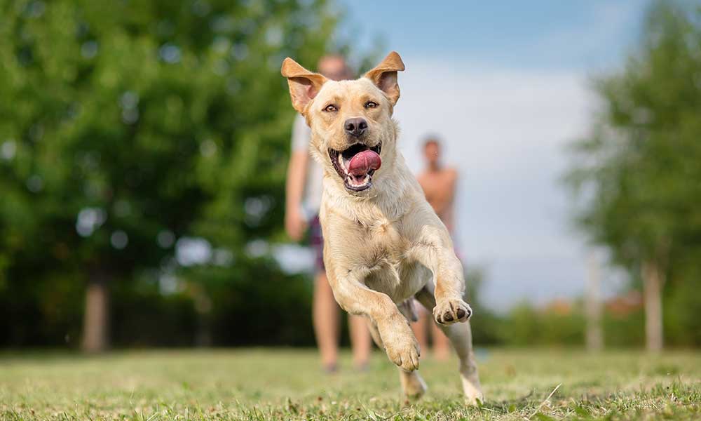 Un chien bien nourri en pleine forme