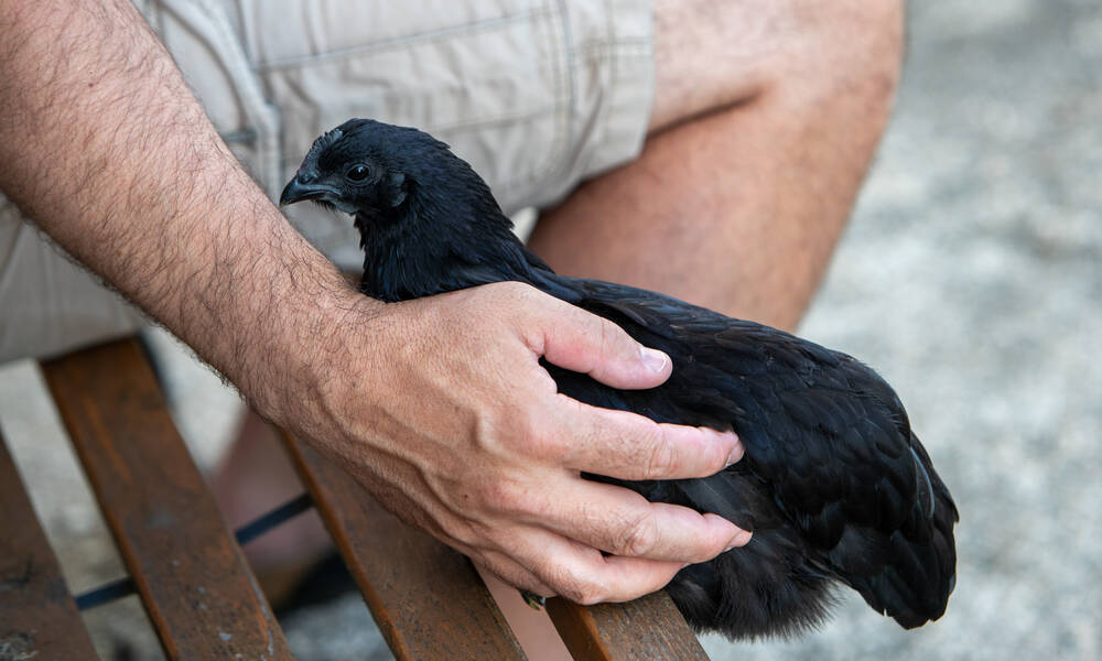 Commencer avec des poussins permet d’avoir des liens d’affection