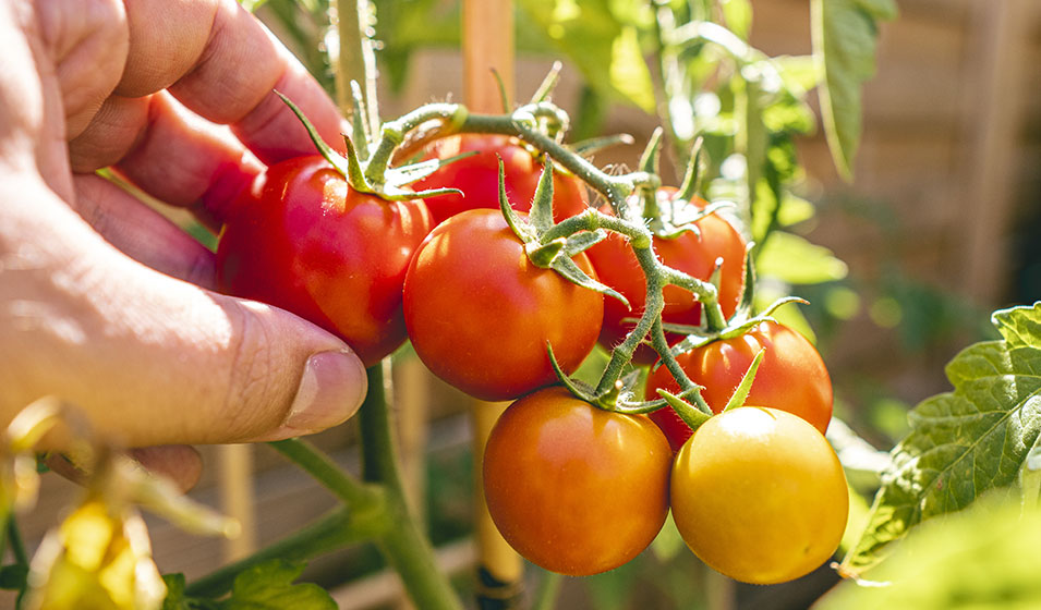 Comment planter les légumes du soleil au potager ?