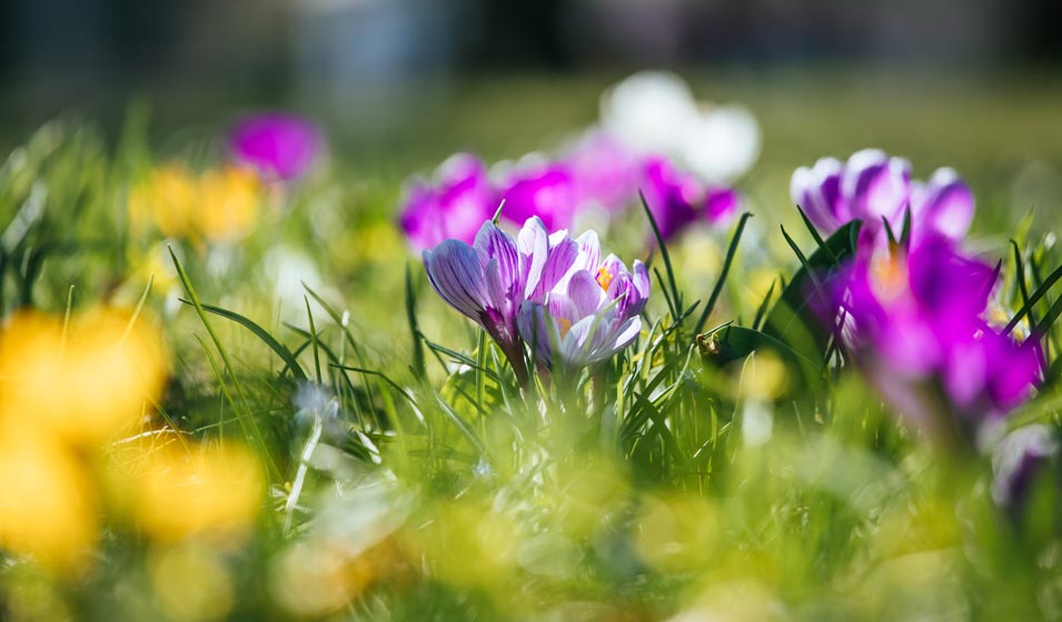 Le printemps arrive comme une fleur 
