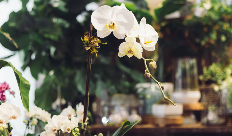 Orchidée Colombe : présentation, culture et entretien