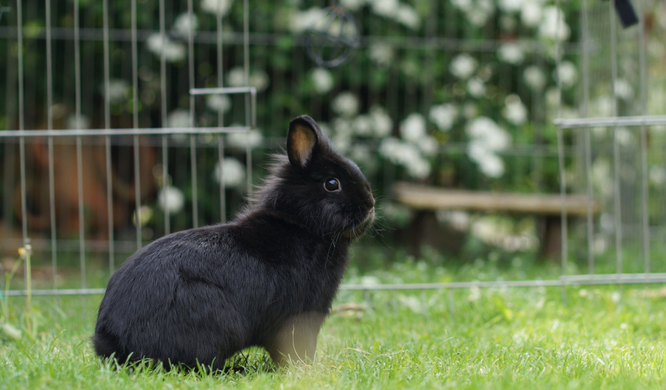 Un enclos adapté permet au lapin nain d'être en semi-liberté