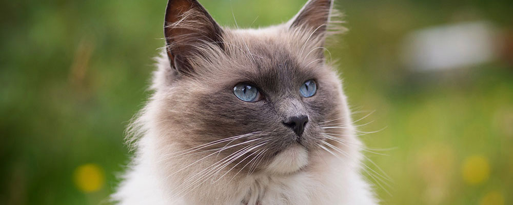 Son nom "ragdoll" signifie "poupée de chiffon" vient du fait qu'il aime se faire porter docilement