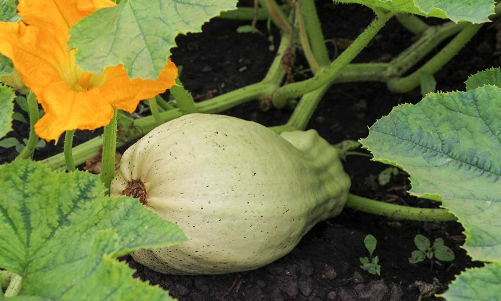 Les courges s’arrosent au pied, sans toucher les feuilles