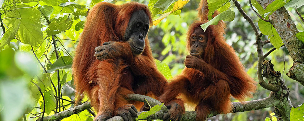 L'orang-outan