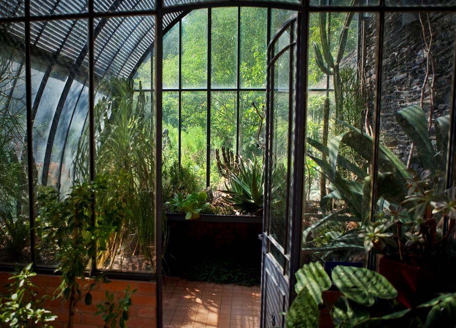 Une collection de plantes exotiques dans un beau jardin d’hiver