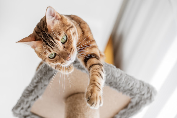 L'arbre à chat est un accessoire indispensable pour le bien-être du chat