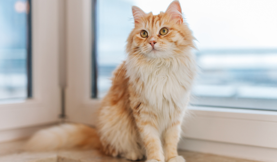 Un matériel adapté est nécessaire pour tondre un chat 