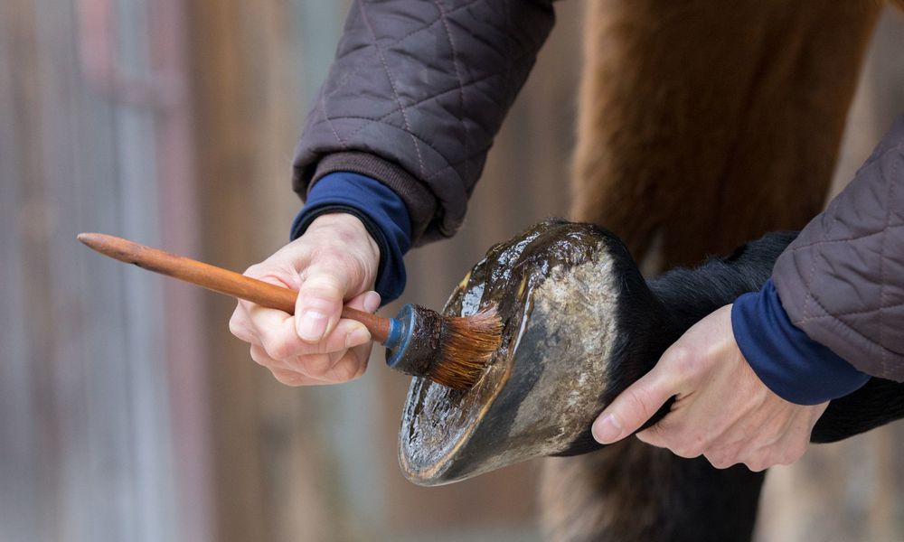 Soigner et protéger les pieds du cheval évitera les petits soucis hivernaux 