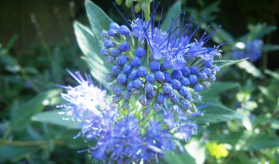 23 fleurs bleues pour colorer son extérieur - Jardiland