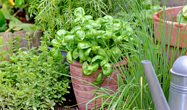 Basilic : le planter et le cultiver au jardin ou en pot