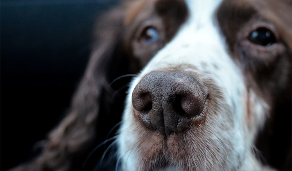 Promener son chien en pleine chaleur : quelles précautions prendre ? -  Jardiland