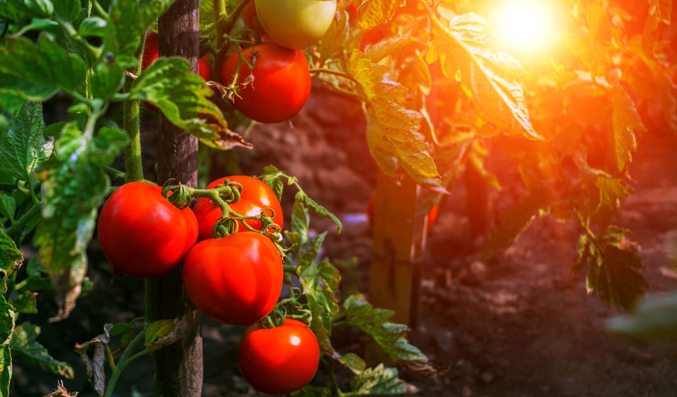 Comment protéger les tomates du soleil ? - Jardiland