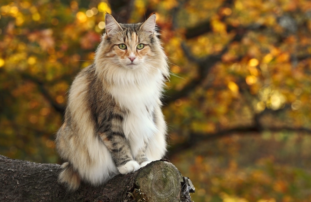 Top 10 des races de chats préférées des français - Jardiland