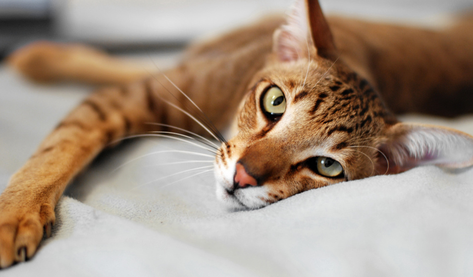 L'oriental shorthair est une race de chat peu allergisante