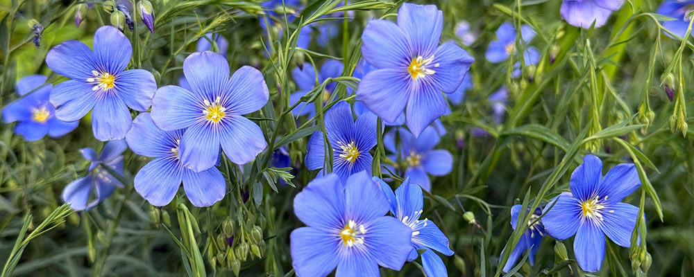 Le lin bleu, délicat