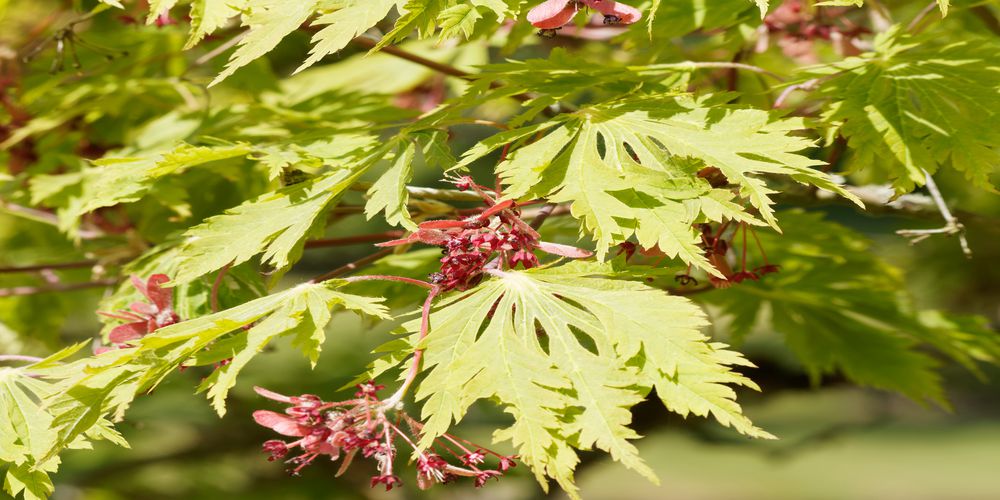 L’érable du Japon 'Aconitifolium'