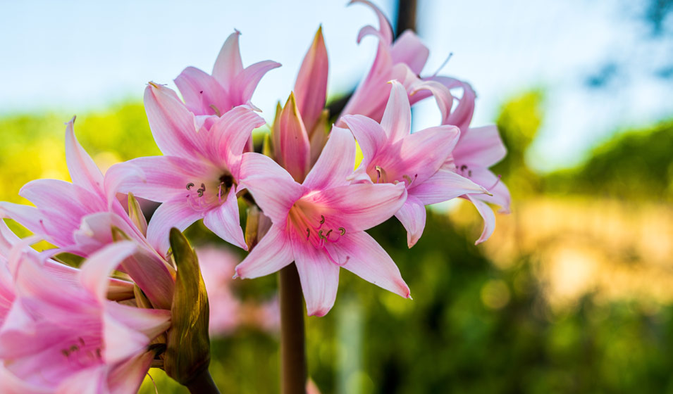 Amaryllis du jardin : plantation, culture et entretien en extrieur -  Jardiland