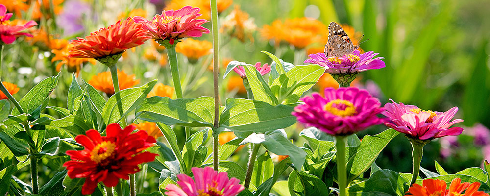 Les zinnias bien ronds