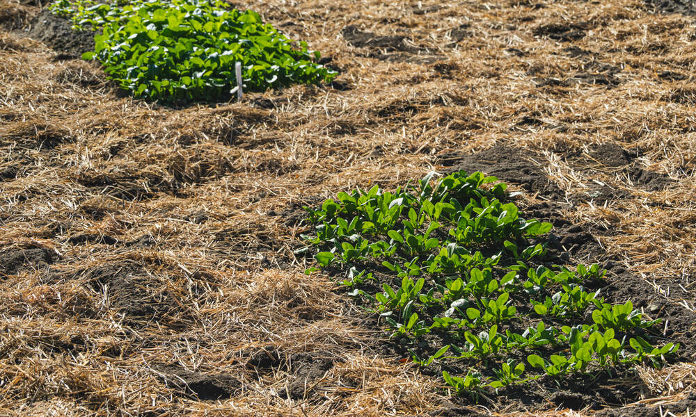 Une couche épaisse de paille est très efficace pour protéger les racines et le sol 