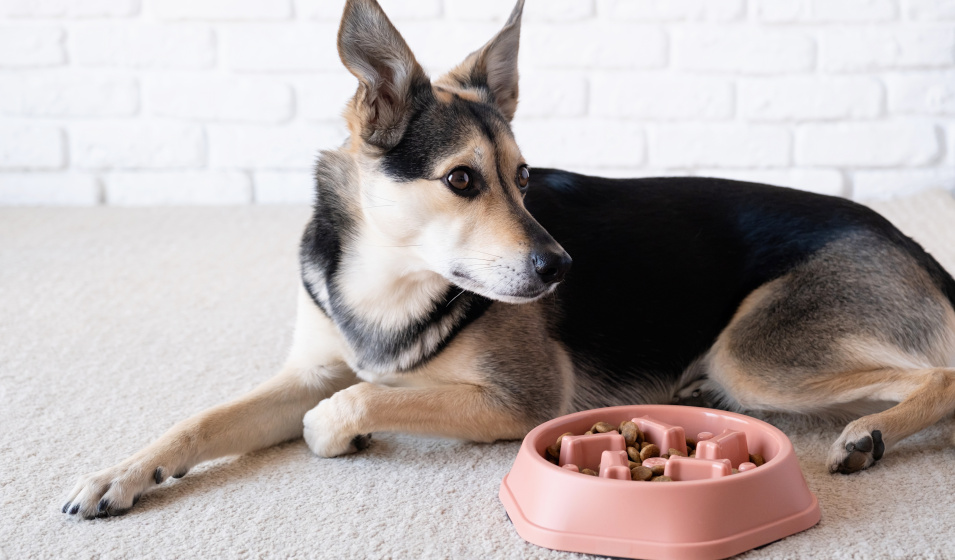 Un chien allongé devant une gamelle anti glouton remplie de croquettes