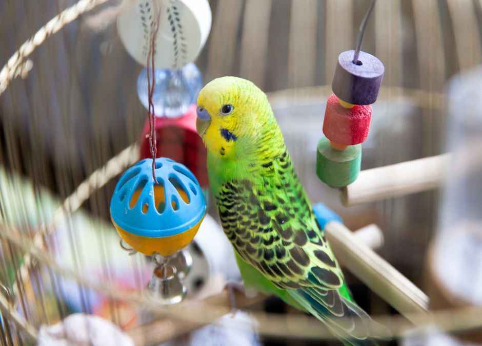 Un perroquet qui ne s’ennuie pas est un perroquet bien dans ses plumes !