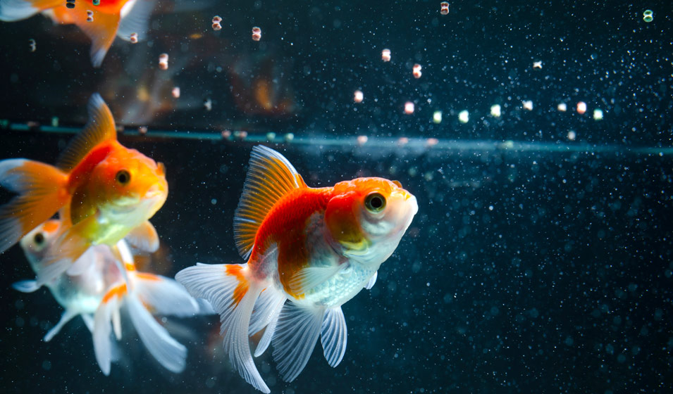 Comment bien nourrir vos poissons d'aquarium ? - Aquarium Facile