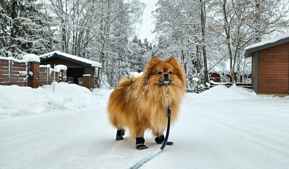 Un chien pomeranian ou spitz nain équipé de chaussons de protection contre la neige