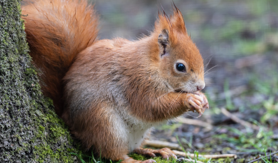 Prévenir l'infestation par les Écureuils, éviter le risque d'avoir des  Sciuridae dans votre jardin