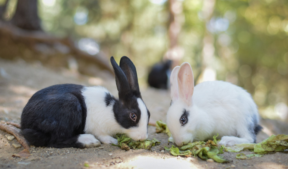 Alimentation des lapins : conseils pour bien les nourrir