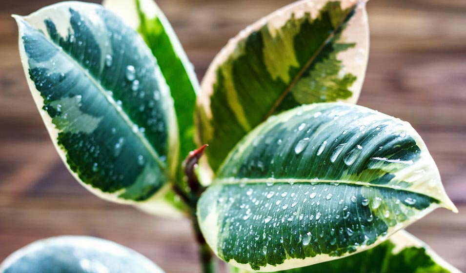 6 conseils pour prendre soin de votre Ficus elastica - Jardiland