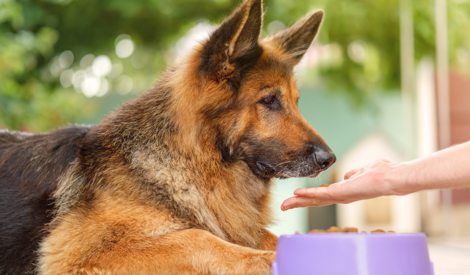 Votre chien rechigne à manger sa gamelle ? Peut-être souffre-t-il de problèmes digestifs 